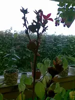Canna, 05.10.09, 1.webp