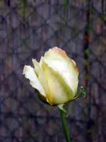 SA500106.webp