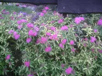 Hecke.webp