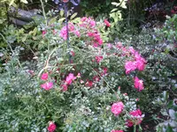 Rosen.webp