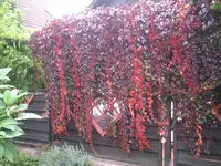 Pergola2.webp