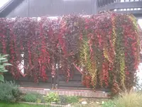 Pergola.webp