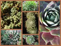 Sempervivum-Collage.webp