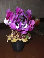 CIMG2659.webp