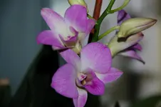 DSC_3060.webp