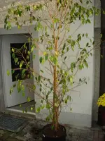 ficus1.webp