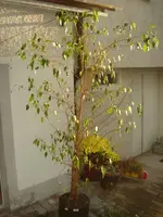 ficus2.webp