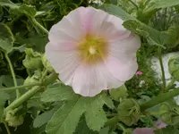 Stockrose hellrosa.webp