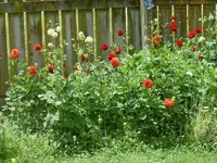 Blumen + Pflanzen alt 293.webp