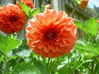 Blumen + Pflanzen alt 301.webp