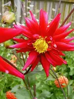 Blumen + Pflanzen alt 570.webp