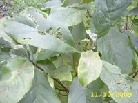 STA42454.webp