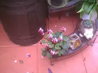 PIC00546.webp