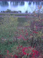 PICT6444.webp
