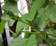 20190524_193358-1.webp