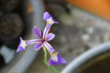 DSC07723.webp