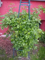 23_05_2019 (74).webp