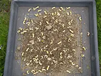 Engerling_Killer (1).webp