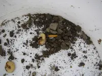 Engerling_Killer (4).webp