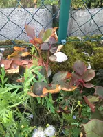 2019-05-22 Edelrose noname.webp