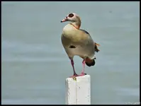 c031.webp