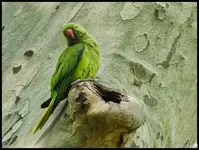 c032.webp