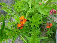 DSC00274.webp