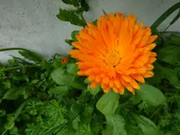 DSC00279.webp