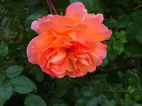 DSC00277.webp