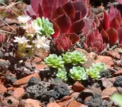 Sedum pachyclados.JPG