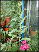 c041.webp