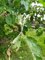 K800_SB Apfel.webp