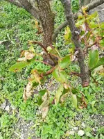 K800_SB Aprikose1.webp