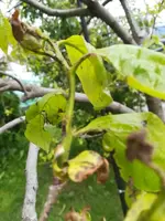 K800_SB Kaki1.webp