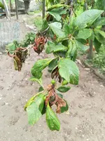 K800_SB Mirabelle.webp