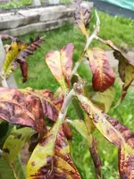 K800_sb Mispel.webp