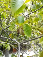 K800_SB Nussbaum.webp