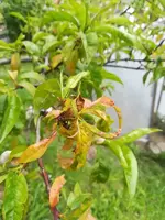 K800_sbPfirsich.webp