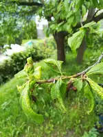 K800_Zwetschge.webp