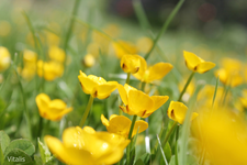 Bokeh.webp