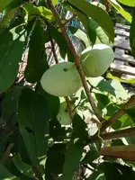 Indianerbanane .webp