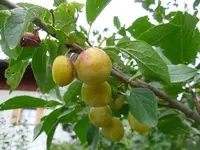 Mirabelle .webp