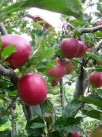 Sommerred.webp