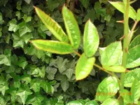 CIMG4180.webp