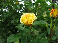 IMG_6679.JPG