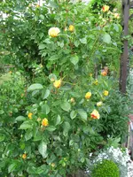 IMG_6680.webp