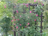 IMG_6681.webp