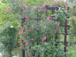 IMG_6681.JPG