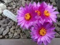 SAM_0934.webp