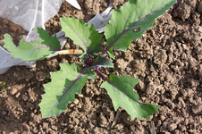 1e-frass-Kohlrabi.webp
